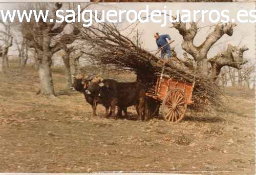 Acarreando la leña