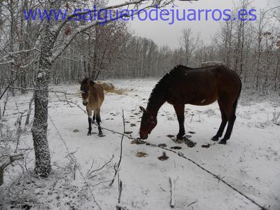 Un potro de przewalski y una yegüa común.
