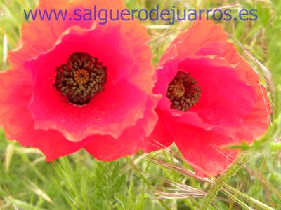 Salvapantallas. La pujanza de la primavera en Salgüero
