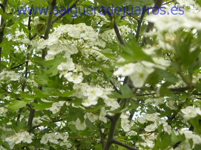 Salvapantallas. La pujanza de la primavera en Salgüero
