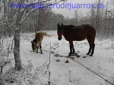 Un potro de przewalski y una yegüa común.
