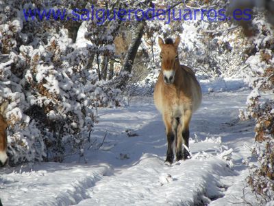 Przewalski. Valcabadillo. Salgüero de Juarros.
