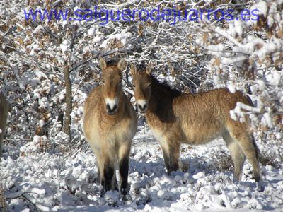 Przewalski. Valcabadillo. Salgüero de Juarros.
