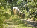 Los uros también desayunan.
