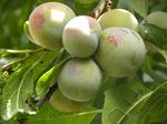 Ciruelas de Salgüero antes de que las viera la ...
