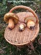 Boletus en Salgüero en 2014.
