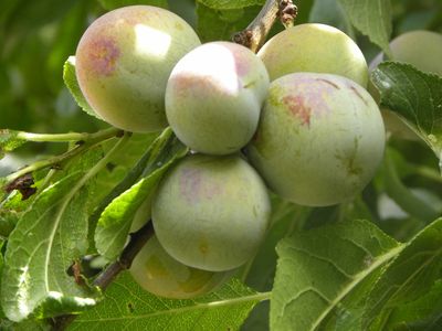 Ciruelas de Salgüero antes de que las viera la ...

