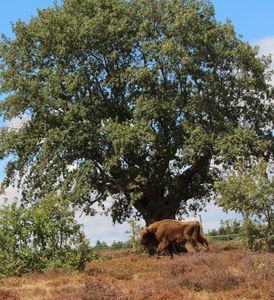 Bisonte

