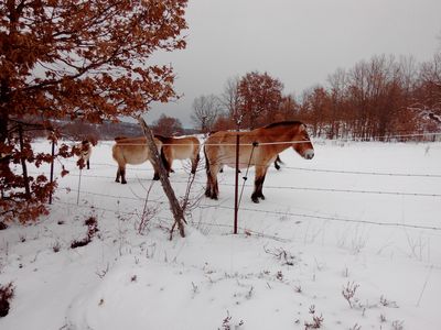 Przewalskis en la nieve
