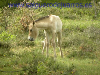 Primer plano

