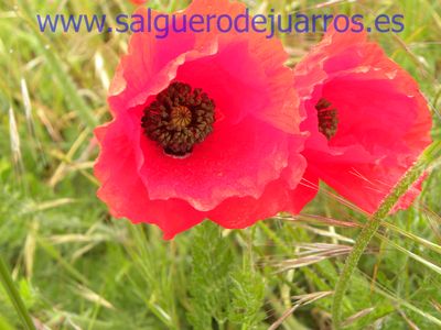 Salvapantallas. La pujanza de la primavera en Salgüero
