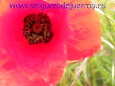 Salvapantallas. La pujanza de la primavera en Salgüero
