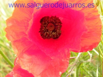 Salvapantallas. La pujanza de la primavera en Salgüero
