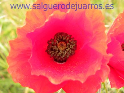 Salvapantallas. La pujanza de la primavera en Salgüero
