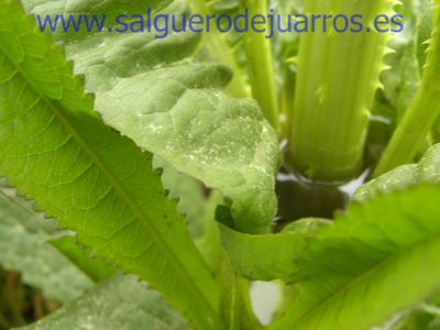 Salvapantallas. La pujanza de la primavera en Salgüero
