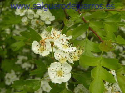 Salvapantallas. La pujanza de la primavera en Salgüero
