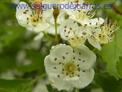 Salvapantallas. La pujanza de la primavera en Salgüero
