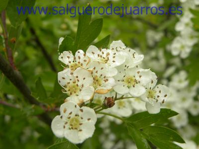 Salvapantallas. La pujanza de la primavera en Salgüero
