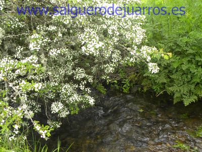 Salvapantallas. La pujanza de la primavera en Salgüero
