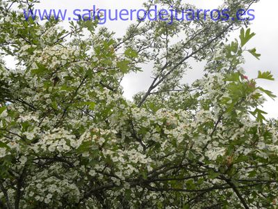 Salvapantallas. La pujanza de la primavera en Salgüero
