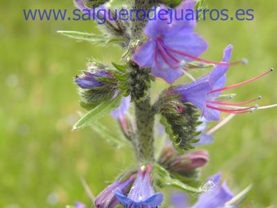 Salvapantallas. La pujanza de la primavera en Salgüero
