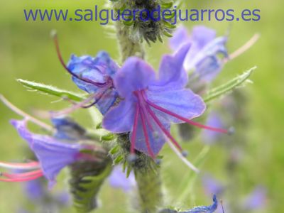 Salvapantallas. La pujanza de la primavera en Salgüero