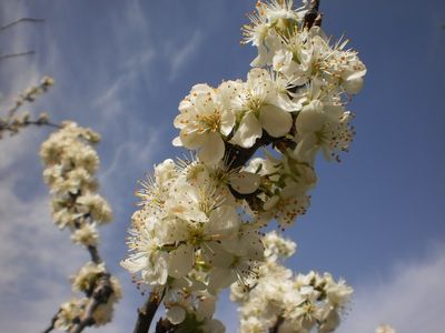 Promesa de ciruelas
