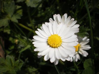 Belleza
